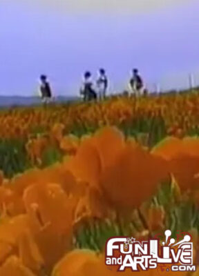 California Poppy Fields
